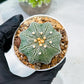 Custom Order- We’ll send you the exact live plant pictured (T10) (y2) | Las Vegas Plant Shop | 3" Pot
