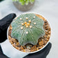 Custom Order- We’ll send you the exact live plant pictured (T10) (y2) | Las Vegas Plant Shop | 3" Pot