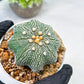 Custom Order- We’ll send you the exact live plant pictured (T10) (y2) | Las Vegas Plant Shop | 3" Pot