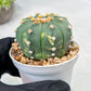 Custom Order- We’ll send you the exact live plant pictured (T10) (y3) | SHIP from USA | 3" Pot