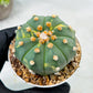Custom Order- We’ll send you the exact live plant pictured (T10) (y3) | SHIP from USA | 3" Pot
