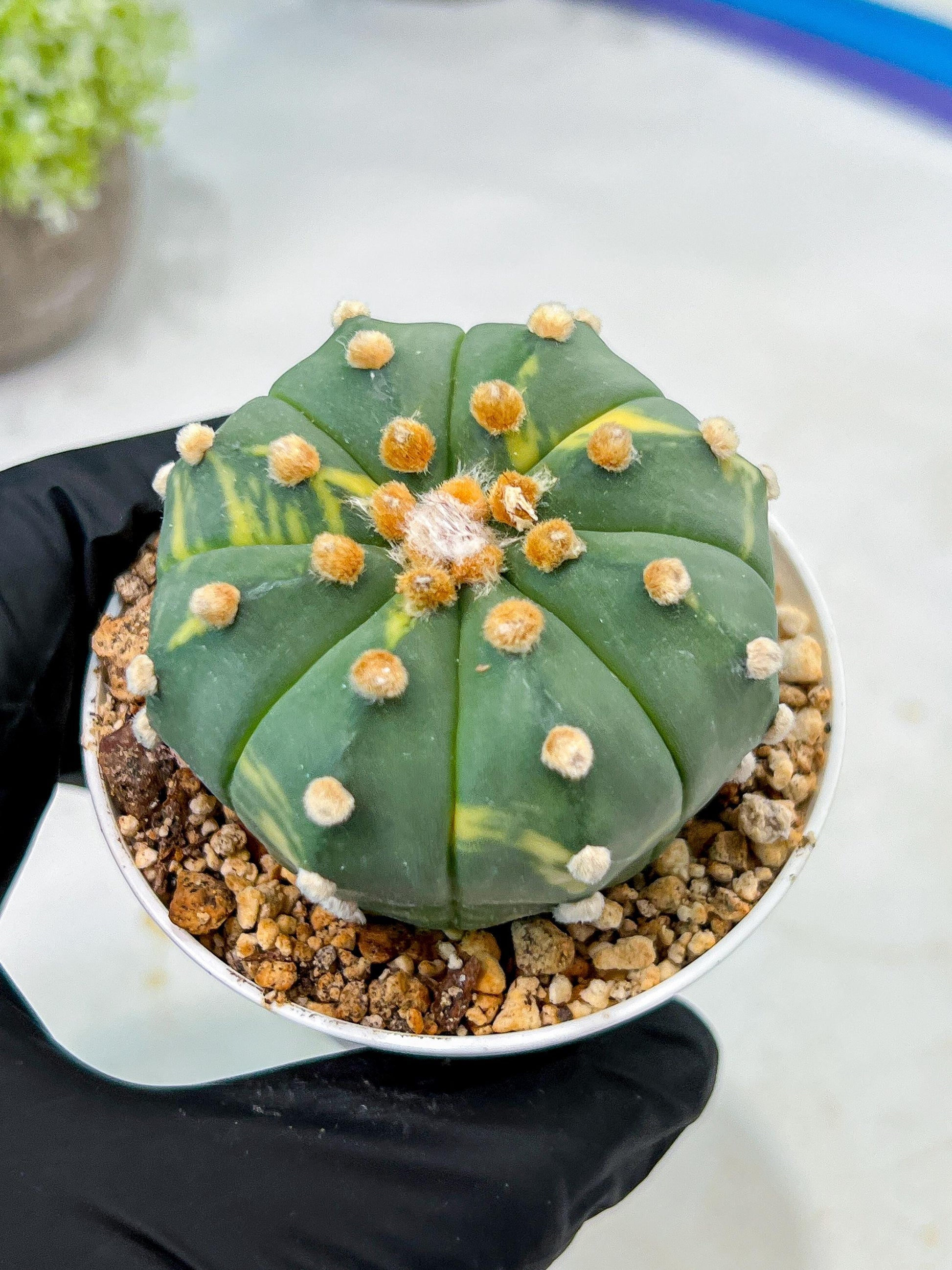 Custom Order- We’ll send you the exact live plant pictured (T10) (y3) | SHIP from USA | 3" Pot
