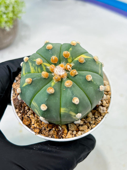 Custom Order- We’ll send you the exact live plant pictured (T10) (y3) | SHIP from USA | 3" Pot