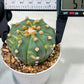Custom Order- We’ll send you the exact live plant pictured (T10) (y3) | SHIP from USA | 3" Pot