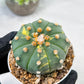 Custom Order- We’ll send you the exact live plant pictured (T10) (y3) | SHIP from USA | 3" Pot