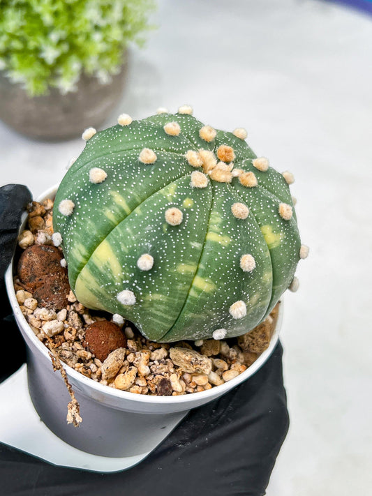 Custom Order- We’ll send you the exact live plant pictured (T10) (y4) | Las Vegas PLANT SELLER| 3" Pot