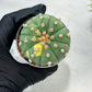 Custom Order- We’ll send you the exact live plant pictured (T10) (y5) | Las Vegas Plant Shp | 3" Pot