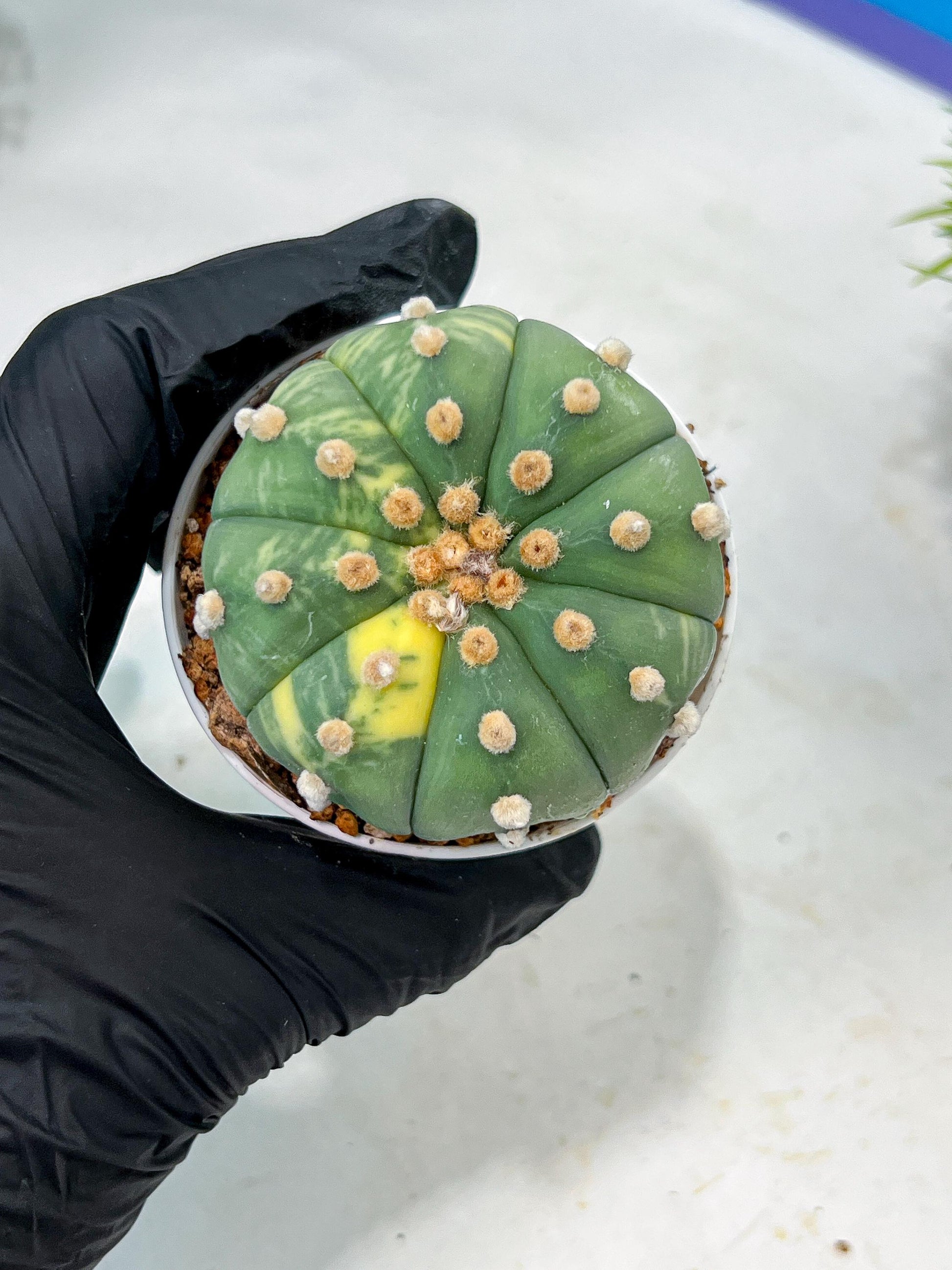 Custom Order- We’ll send you the exact live plant pictured (T10) (y5) | Las Vegas Plant Shp | 3" Pot