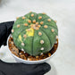 Custom Order- We’ll send you the exact live plant pictured (T10) (y5) | Las Vegas Plant Shp | 3" Pot