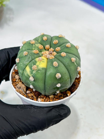 Custom Order- We’ll send you the exact live plant pictured (T10) (y5) | Las Vegas Plant Shp | 3" Pot