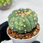 Custom Order- We’ll send you the exact live plant pictured (T10) (y5) | Las Vegas Plant Shp | 3" Pot