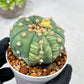 Custom Order- We’ll send you the exact live plant pictured (T10) (y5) | Las Vegas Plant Shp | 3" Pot