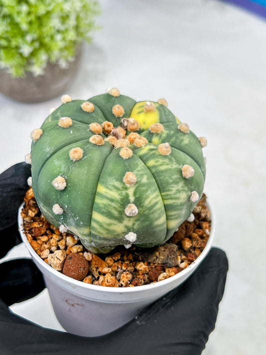 Custom Order- We’ll send you the exact live plant pictured (T10) (y5) | Las Vegas Plant Shp | 3" Pot