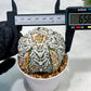 Custom Order- We’ll send you the exact live plant pictured (T10) (b1) | Imported From Japan | 3" Pot