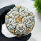 Custom Order- We’ll send you the exact live plant pictured (T10) (b1) | Imported From Japan | 3" Pot