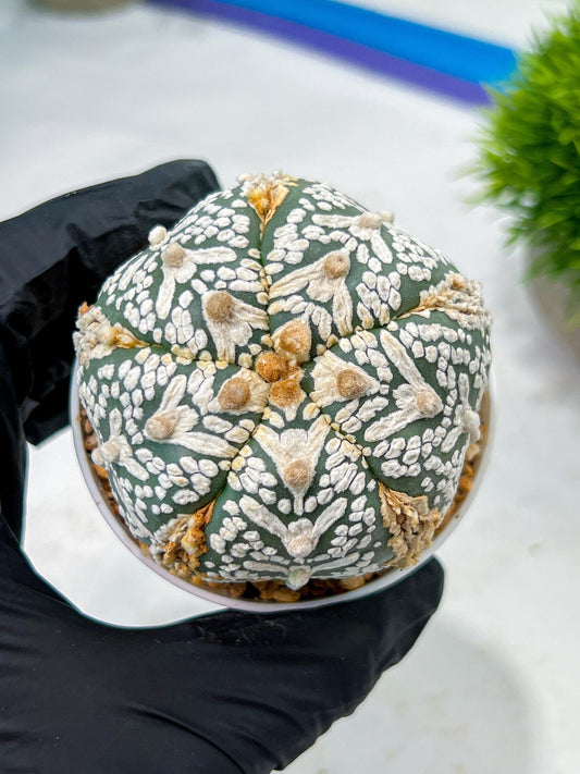 Custom Order- We’ll send you the exact live plant pictured (T10) (b1) | Imported From Japan | 3" Pot