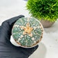Custom Order- We’ll send you the exact live plant pictured (T10) (b2) | Las Vegas Plant Shop | 3" Pot