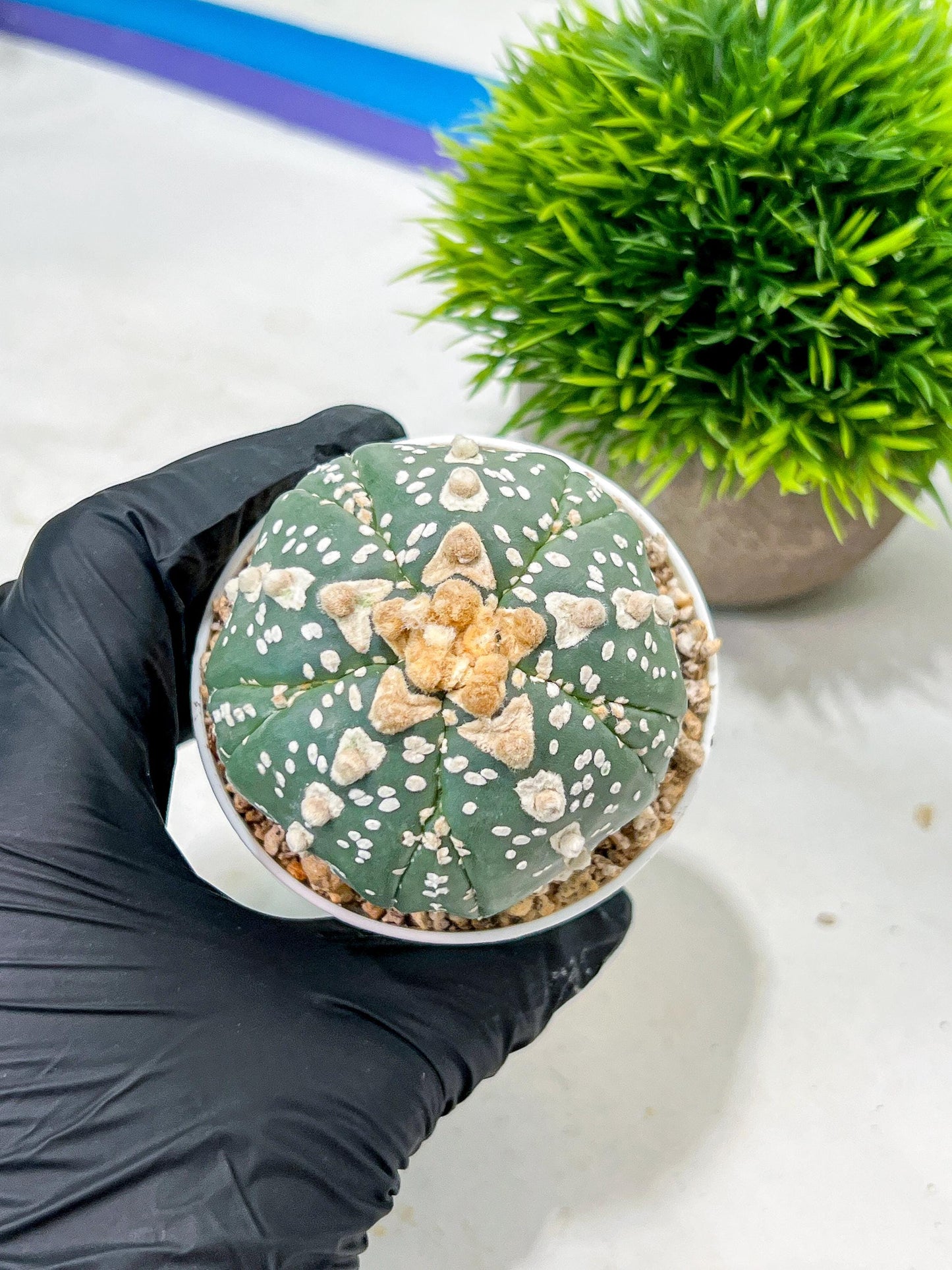 Custom Order- We’ll send you the exact live plant pictured (T10) (b2) | Las Vegas Plant Shop | 3" Pot