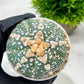 Custom Order- We’ll send you the exact live plant pictured (T10) (b2) | Las Vegas Plant Shop | 3" Pot