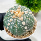 Custom Order- We’ll send you the exact live plant pictured (T10) (b2) | Las Vegas Plant Shop | 3" Pot