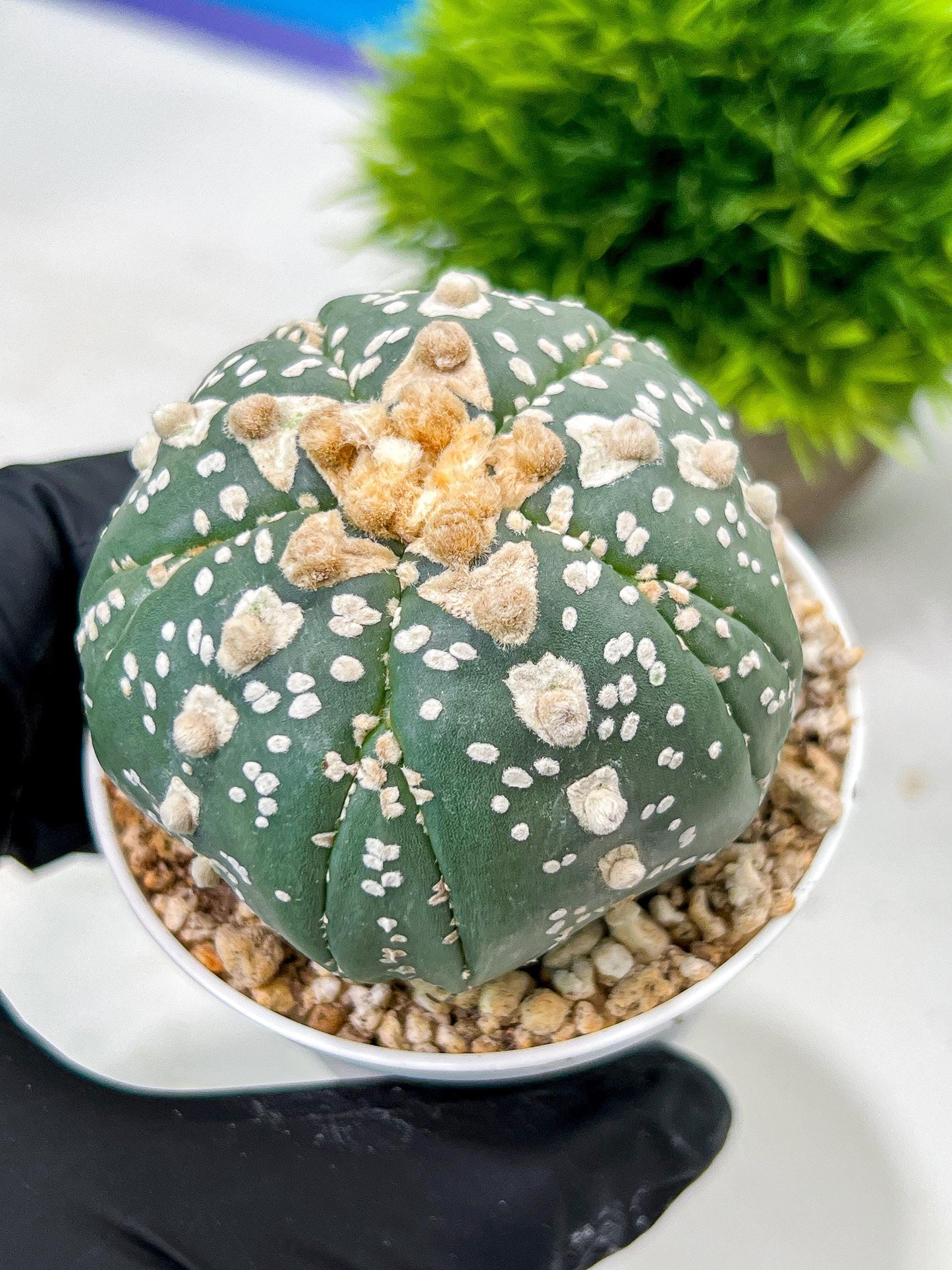 Custom Order- We’ll send you the exact live plant pictured (T10) (b2) | Las Vegas Plant Shop | 3" Pot