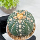 Custom Order- We’ll send you the exact live plant pictured (T10) (b2) | Las Vegas Plant Shop | 3" Pot