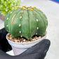 Custom Order- We’ll send you the exact live plant pictured (T10) (b3) | SHIP from USA | 3" Pot