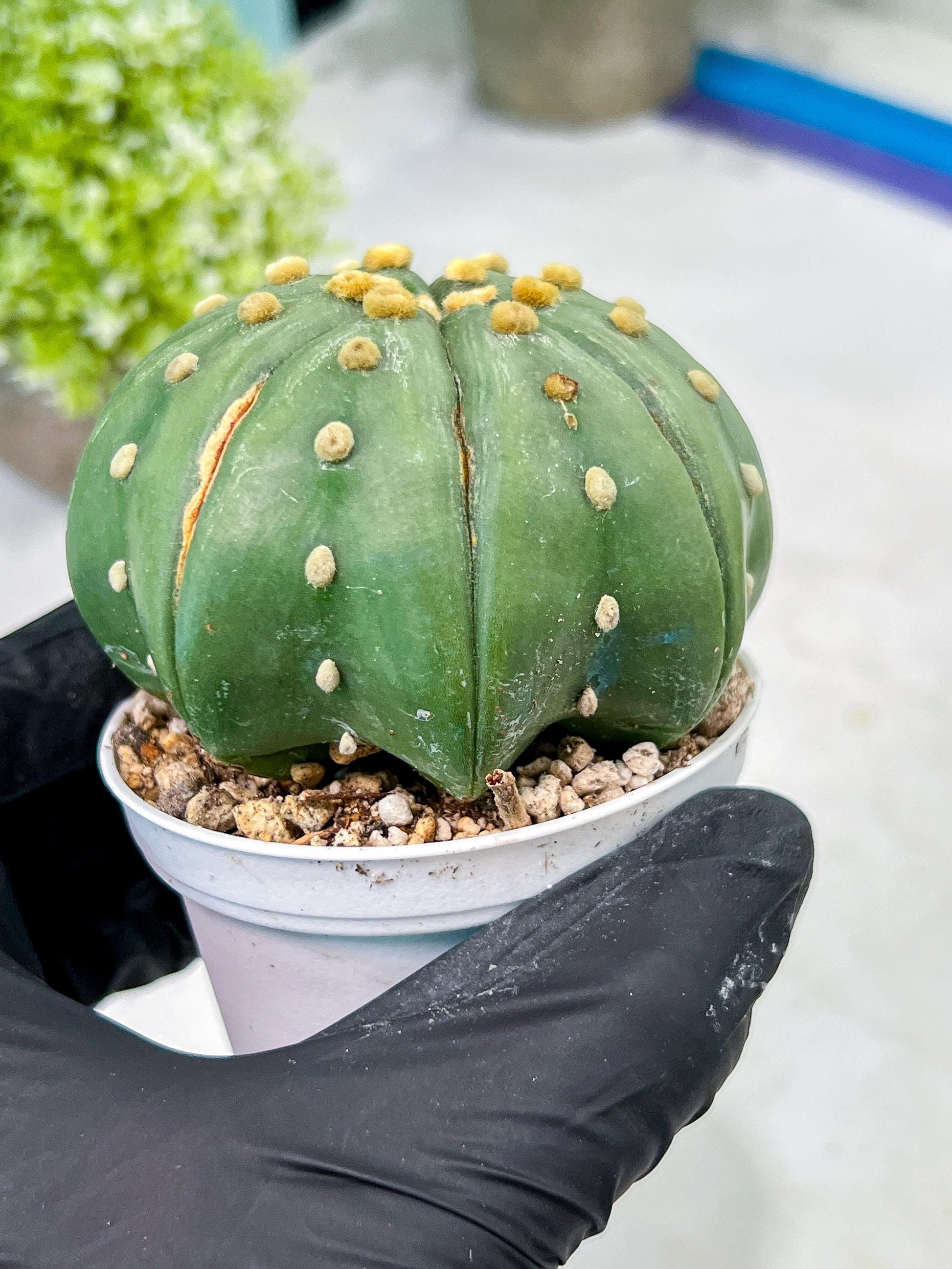 Custom Order- We’ll send you the exact live plant pictured (T10) (b3) | SHIP from USA | 3" Pot
