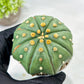 Custom Order- We’ll send you the exact live plant pictured (T10) (b3) | SHIP from USA | 3" Pot