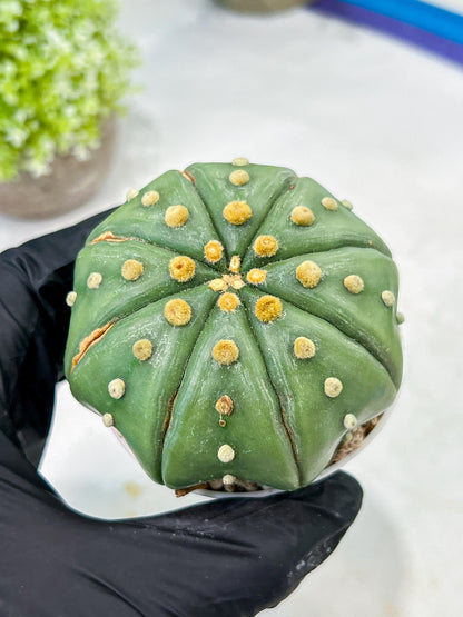 Custom Order- We’ll send you the exact live plant pictured (T10) (b3) | SHIP from USA | 3" Pot