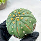 Custom Order- We’ll send you the exact live plant pictured (T10) (b3) | SHIP from USA | 3" Pot