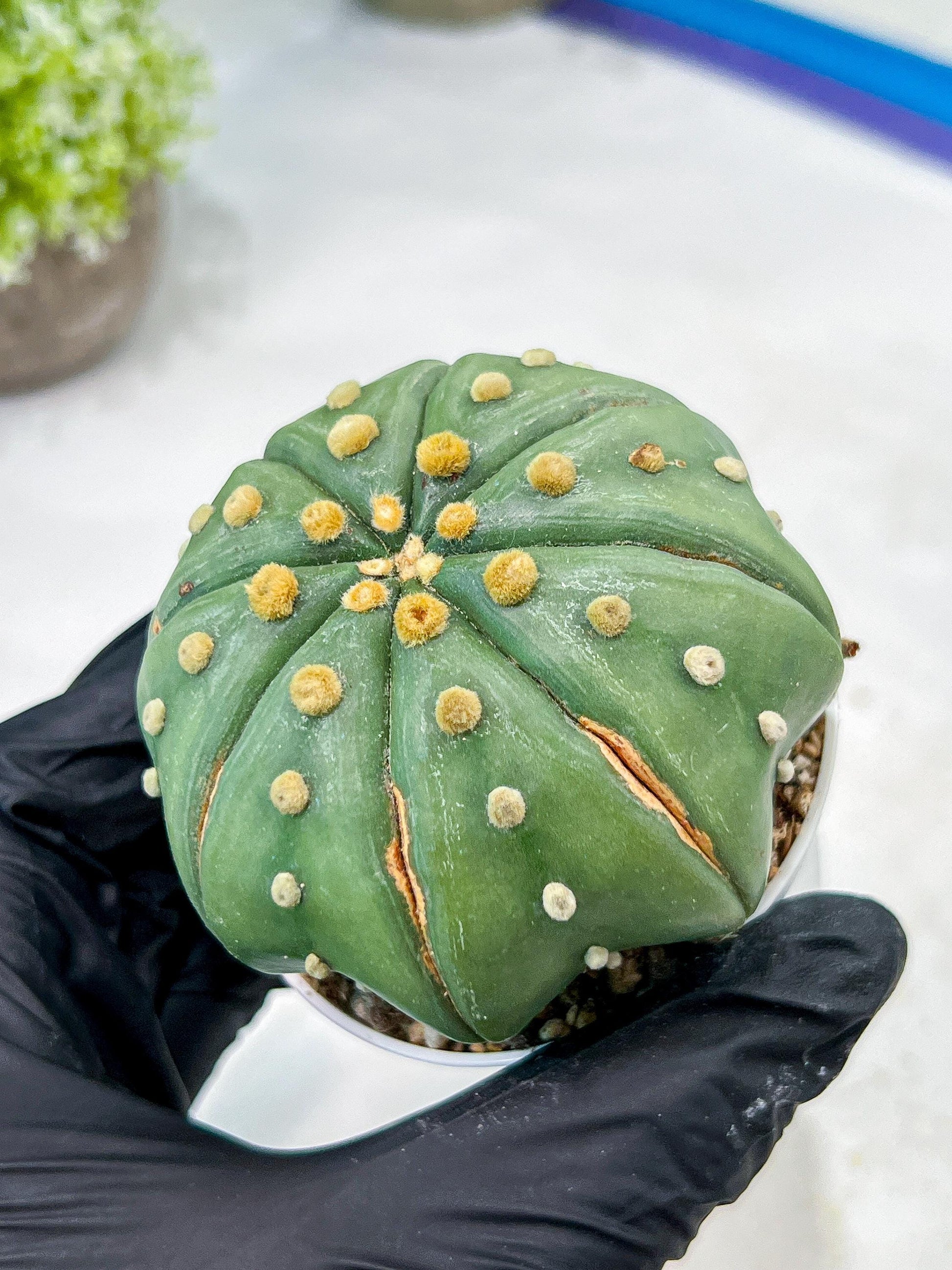 Custom Order- We’ll send you the exact live plant pictured (T10) (b3) | SHIP from USA | 3" Pot