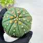 Custom Order- We’ll send you the exact live plant pictured (T10) (b3) | SHIP from USA | 3" Pot