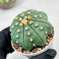 Custom Order- We’ll send you the exact live plant pictured (T10) (b4) | Las Vegas PLANT SELLER| 3" Pot