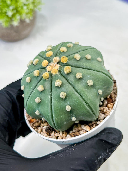 Custom Order- We’ll send you the exact live plant pictured (T10) (b4) | Las Vegas PLANT SELLER| 3" Pot