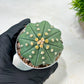 Custom Order- We’ll send you the exact live plant pictured (T10) (b4) | Las Vegas PLANT SELLER| 3" Pot