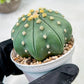 Custom Order- We’ll send you the exact live plant pictured (T10) (b4) | Las Vegas PLANT SELLER| 3" Pot