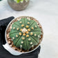 Custom Order- We’ll send you the exact live plant pictured (T10) (b5) | Las Vegas Plant Shp | 3" Pot