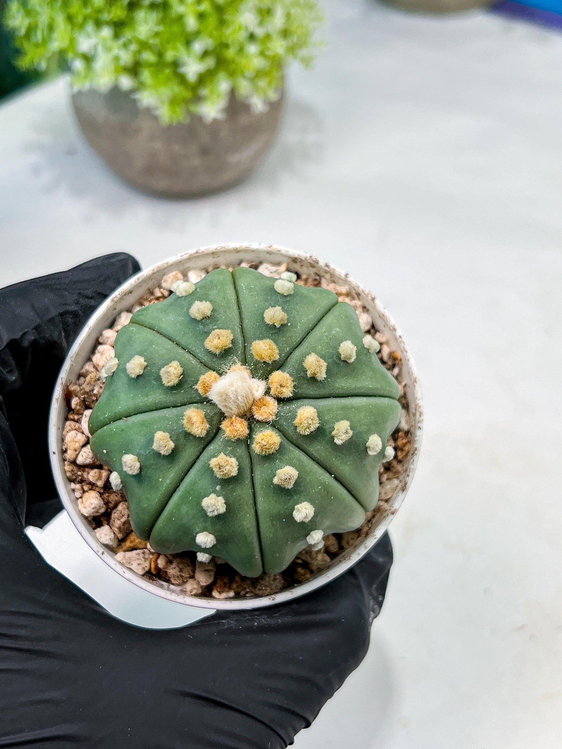 Custom Order- We’ll send you the exact live plant pictured (T10) (b5) | Las Vegas Plant Shp | 3" Pot