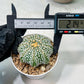 Custom Order- We’ll send you the exact live plant pictured (T10) (b6) | American Plant Seller | 3" Pot
