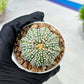 Custom Order- We’ll send you the exact live plant pictured (T10) (b6) | American Plant Seller | 3" Pot