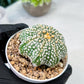 Custom Order- We’ll send you the exact live plant pictured (T10) (b6) | American Plant Seller | 3" Pot