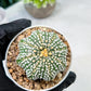 Custom Order- We’ll send you the exact live plant pictured (T10) (b6) | American Plant Seller | 3" Pot