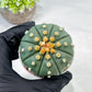 Custom Order- We’ll send you the exact live plant pictured (T10) (b7) | American Plant Seller | 3" Pot