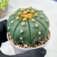 Custom Order- We’ll send you the exact live plant pictured (T10) (b7) | American Plant Seller | 3" Pot