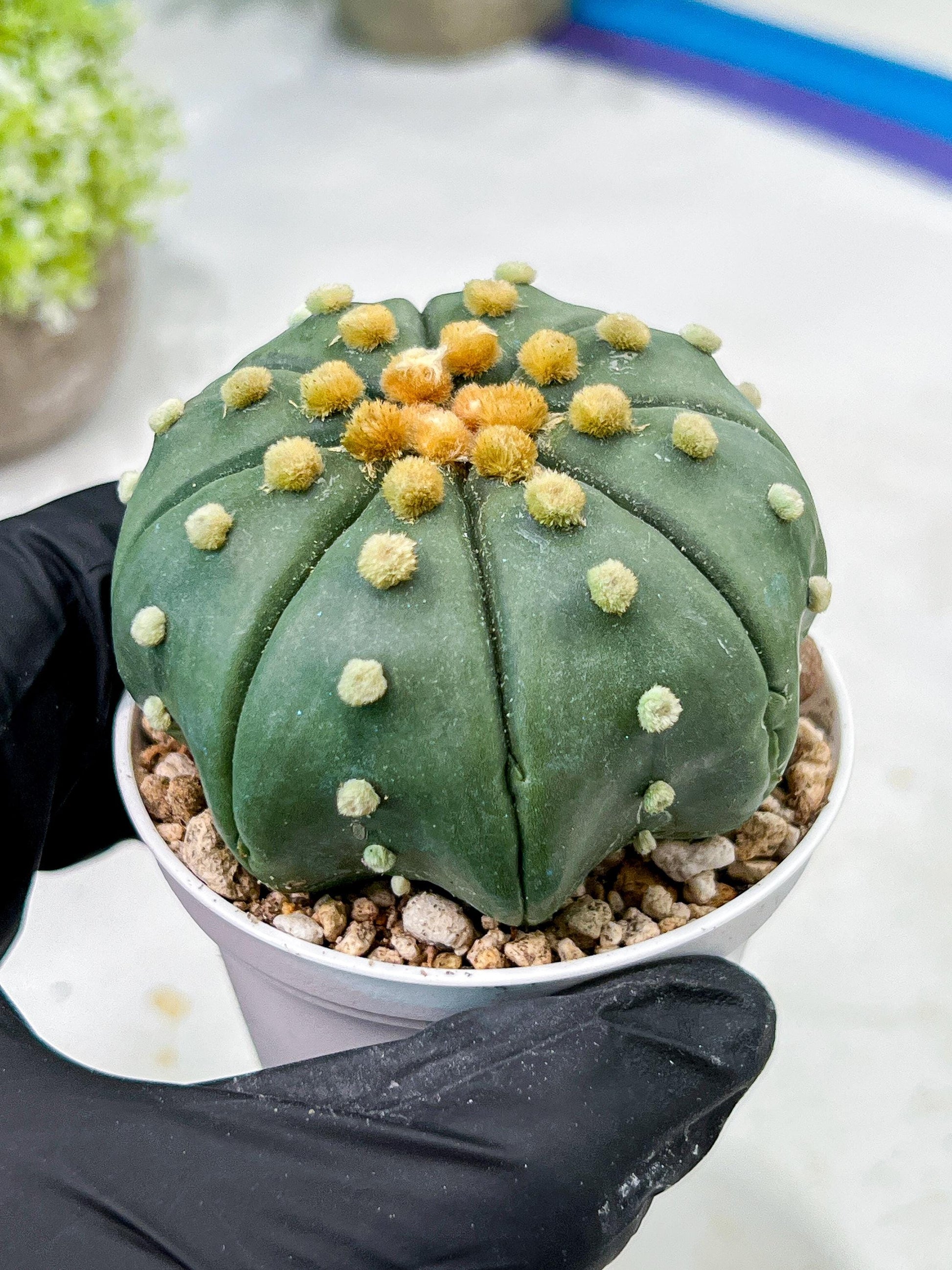 Custom Order- We’ll send you the exact live plant pictured (T10) (b7) | American Plant Seller | 3" Pot