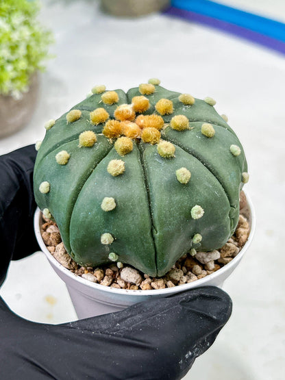Custom Order- We’ll send you the exact live plant pictured (T10) (b7) | American Plant Seller | 3" Pot