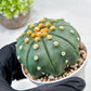 Custom Order- We’ll send you the exact live plant pictured (T10) (b7) | American Plant Seller | 3" Pot