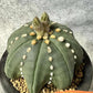 Custom Order- We’ll send you the exact live plant pictured (T10) (b5) | Las Vegas Plant Shp | 3" Pot