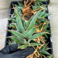 Sansevieria Pinguicula | Walking Sansevieria | Pingu
